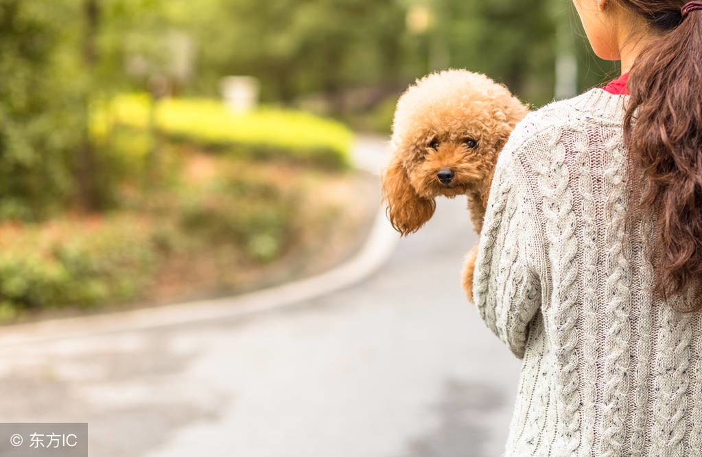 泰迪突然不吃狗粮是什么原因,泰迪毛不卷什么原因