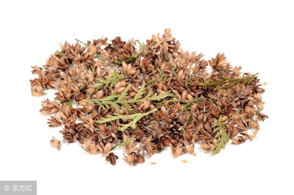 散养鸡常用中草药有哪些,中草药鸡养殖技术大全