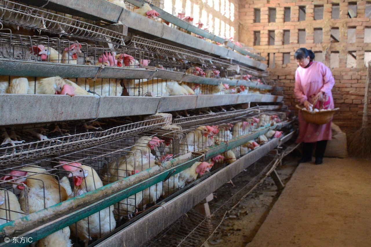 蛋鸡养殖日常工作,蛋鸡养殖技术与管理