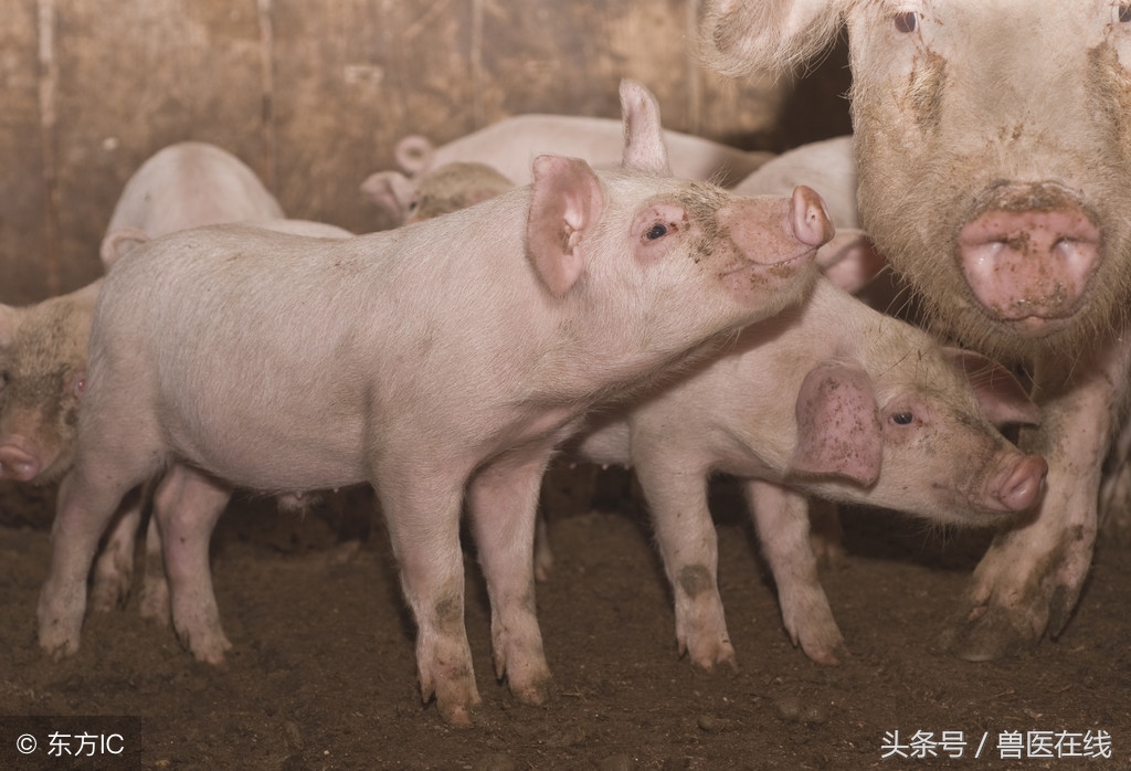 五种常见猪病的诊断全解,各种猪的症状