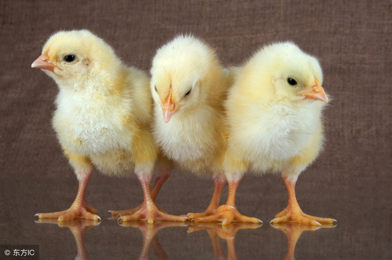 雏鸡公母翻肛鉴别正确方法,28天的雏鸡能不能分公母