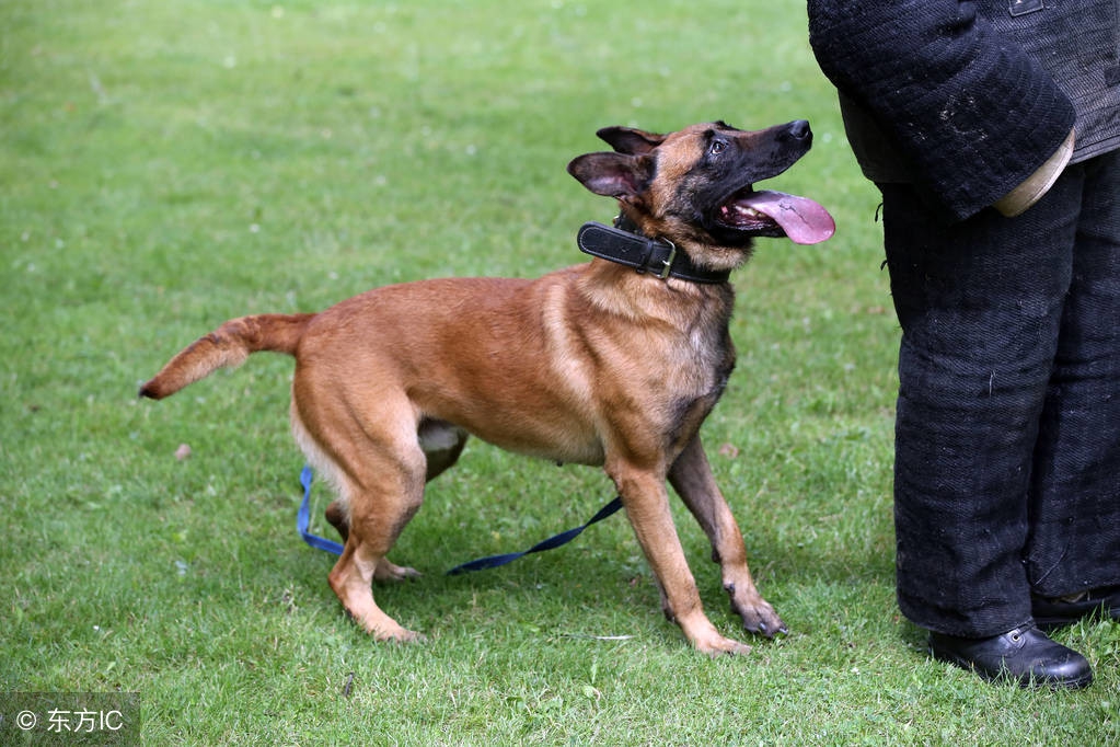 入室盗窃被狗咬死的狗狗没事吧,盗窃被狗咬死后续狗狗怎么样了