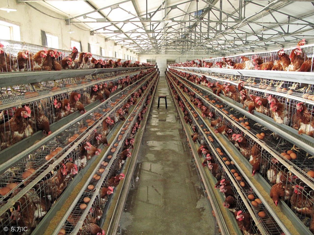 蛋鸡养殖日常工作,蛋鸡养殖技术与管理