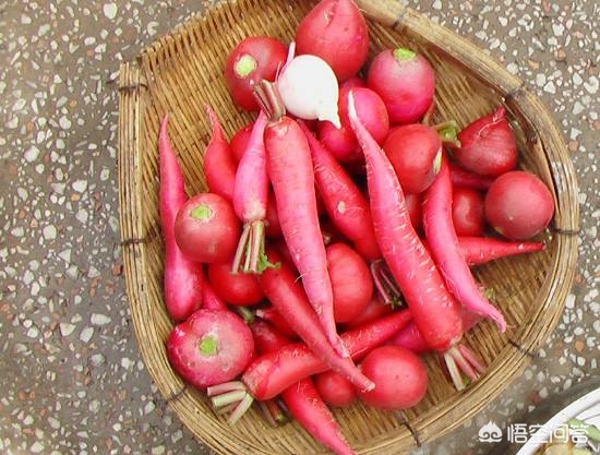 泡菜美味的泡菜,泡菜又脆又好吃的方法