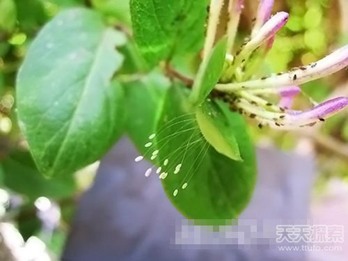 优昙婆罗在广西哪个地方出现,优昙婆罗圣花的传说