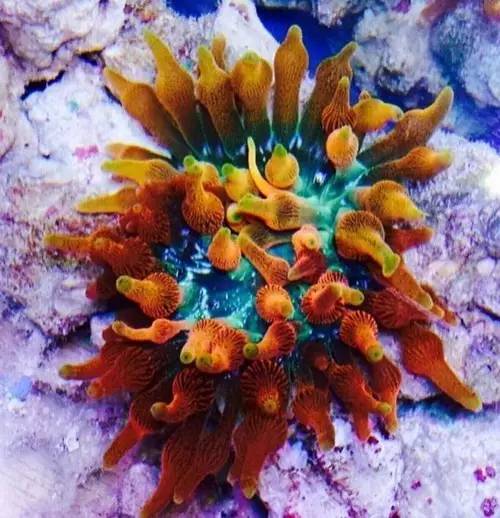 奶嘴计划基础知识,奶嘴的介绍话术