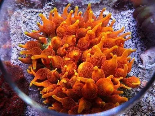 奶嘴计划基础知识,奶嘴的介绍话术