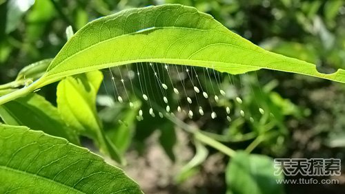 优昙婆罗在广西哪个地方出现,优昙婆罗圣花的传说