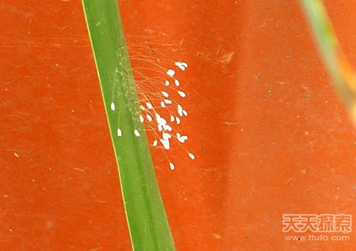 优昙婆罗在广西哪个地方出现,优昙婆罗圣花的传说