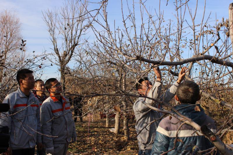 美域高洛川苹果延安店,美域高果业