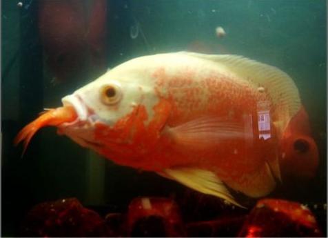 地图鱼不吃食是怎么回事,地图鱼不喂食怎么办