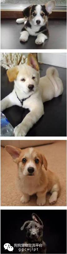 狗狗耳朵什么样可以立起来,狗狗耳朵分析图解