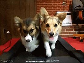 狗狗吃什么减肥最有效,狗狗减肥的正确方法