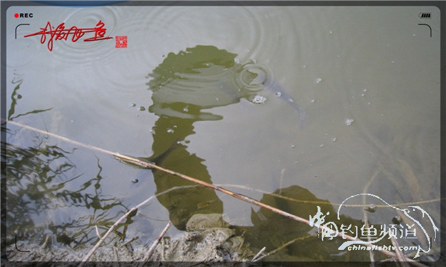 风雨无阻之我爱飞鱼去‘*欢寻**’！