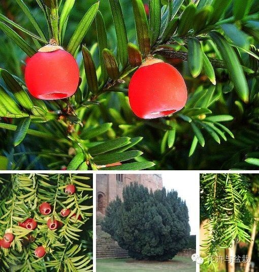 红豆杉怎么种才能长得好,红豆杉值得种植吗