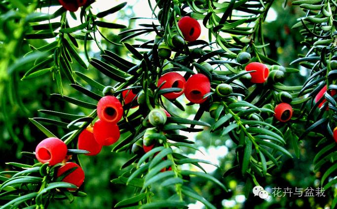 红豆杉怎么种才能长得好,红豆杉值得种植吗