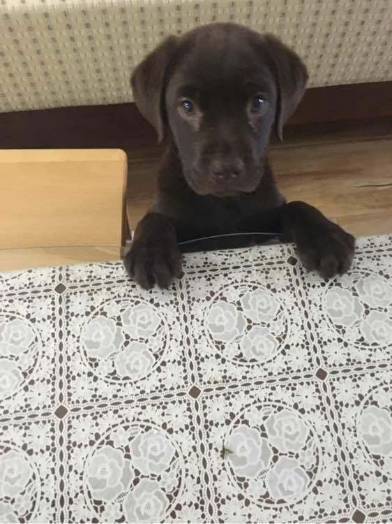 《一万个宠你的方法》爱宠知多少？第六期：拉布拉多