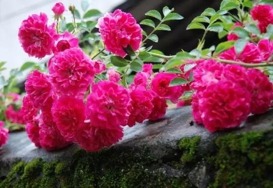 玫瑰蔷薇月季哪个好看,蔷薇月季玫瑰区别是什么