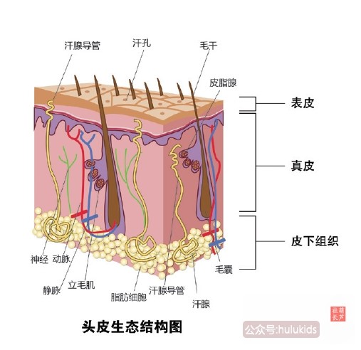 你不知道的胎宝宝在肚子里,宝宝胎发什么时候剪最合适