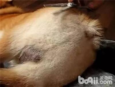 柯基屁屁脏了怎么办,柯基屁屁毛少怎么办