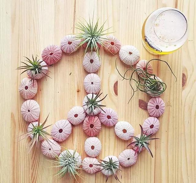 外国大神多肉,ins多肉