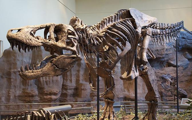 恐龙图片和名字介绍大全集 (儿童认识恐龙的名字和图片)