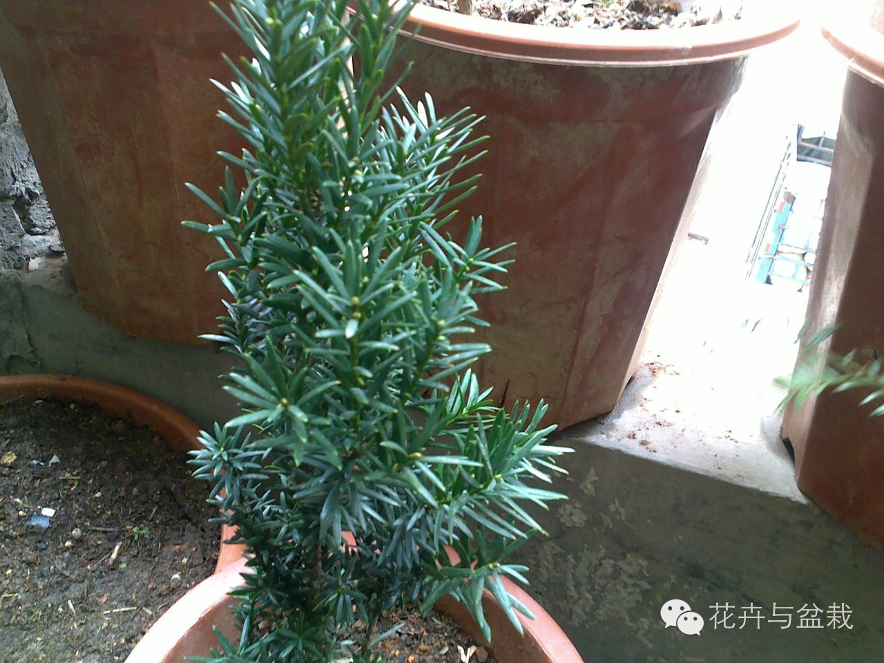 红豆杉怎么种才能长得好,红豆杉值得种植吗