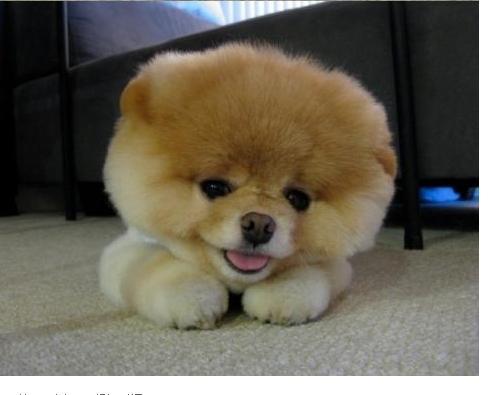 博美眼睛老流泪怎么办，为啥狗狗总是泪汪汪的？