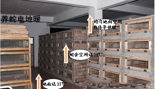 养毒蛇一年利润,养毒蛇靠什么赚钱