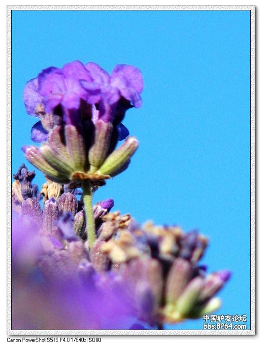 梦里花开——*疆新**，又一次的心动