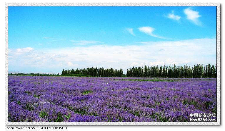梦里花开——*疆新**，又一次的心动