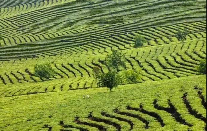 大渡岗茶,大渡岗千年古树茶