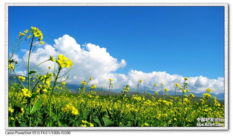 梦里花开——*疆新**，又一次的心动