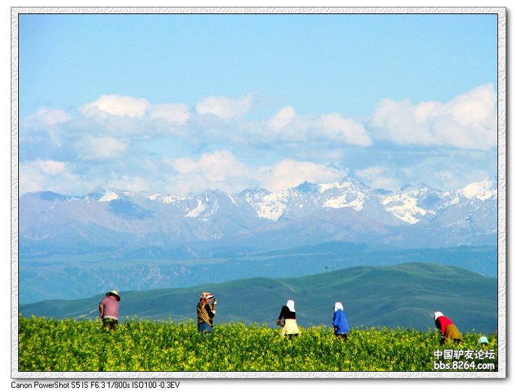 梦里花开——*疆新**，又一次的心动