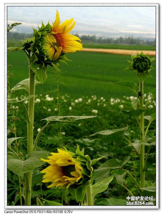 梦里花开——*疆新**，又一次的心动