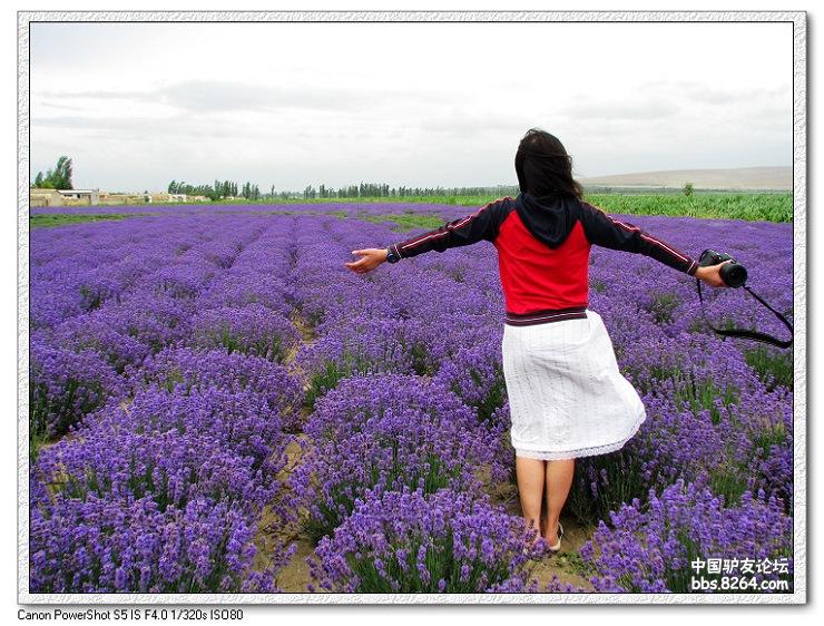 梦里花开——*疆新**，又一次的心动