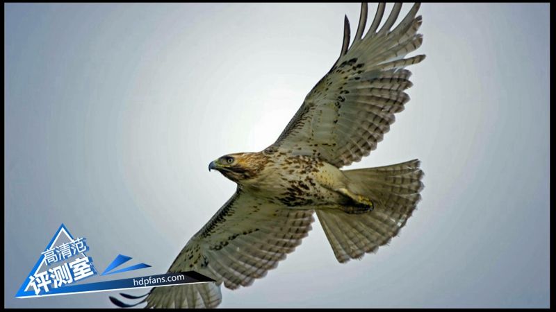 海美迪芒果嗨q,海美迪芒果嗨q2代