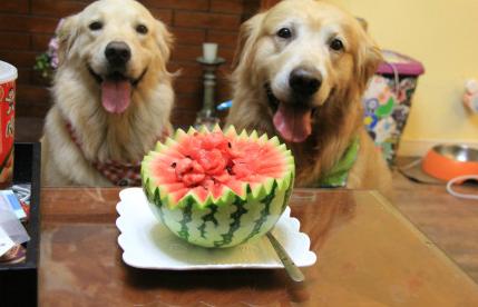 热成狗啦原版视频,热成狗啦原视频