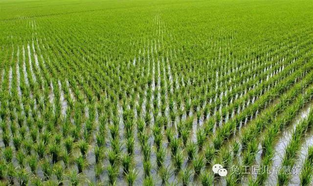 小心，别让孩子走上“伪汉字文化”的岔路