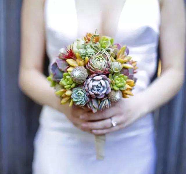 外国大神多肉,ins多肉