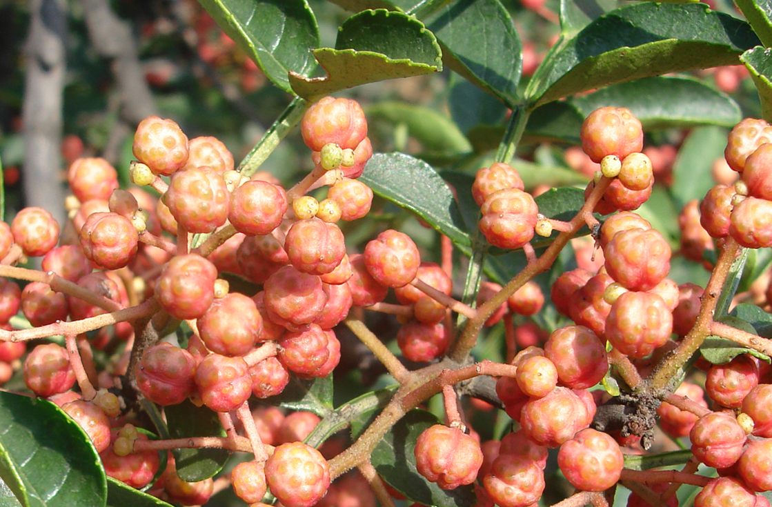 最全面的介绍陕西韩城花椒 (陕西特产韩城大红袍花椒)