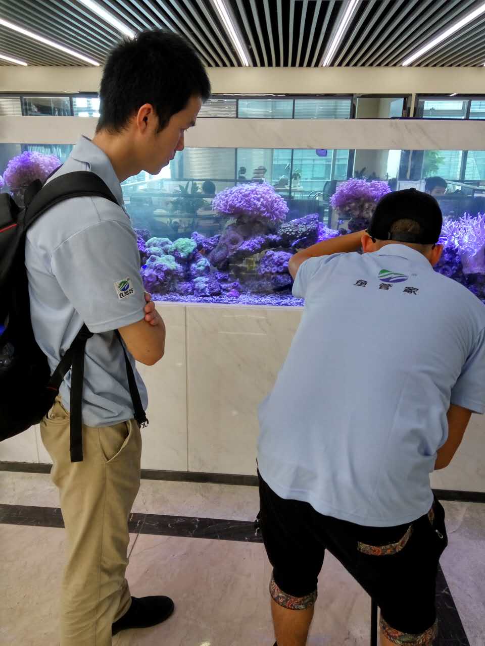 血鹦鹉鱼变白原因,血鹦鹉鱼突然变白了怎么办