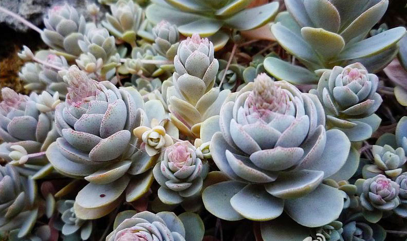 多肉开花枯萎了怎么办,多肉开花后会死吗