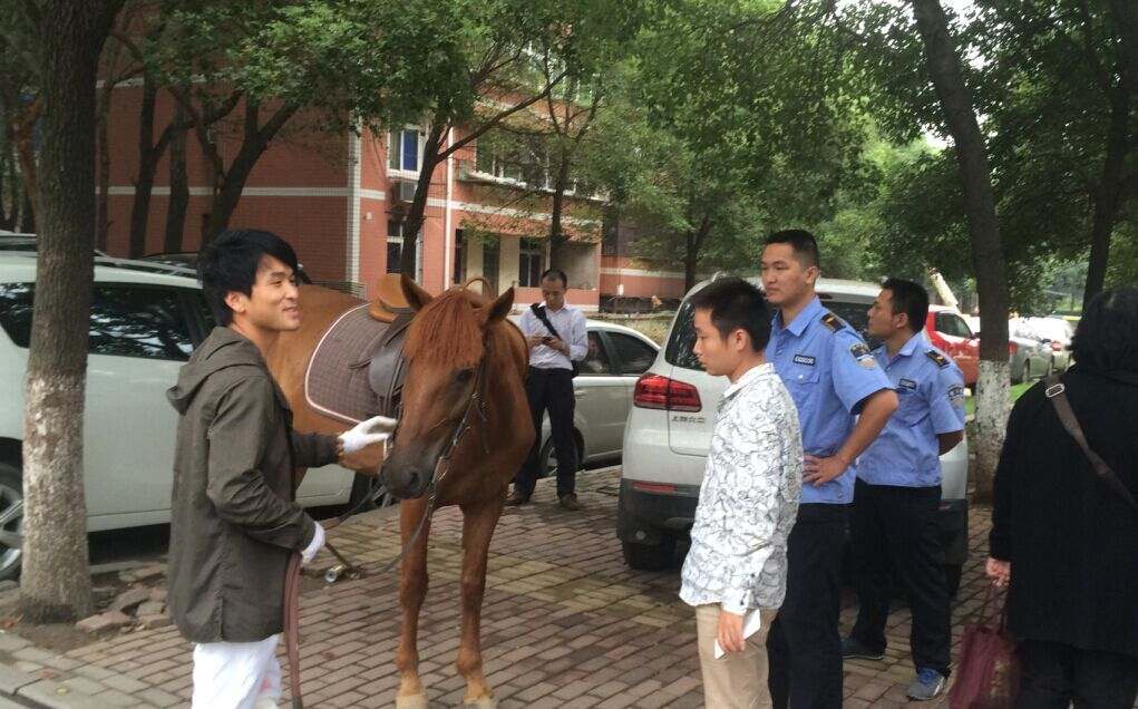 不是吧，宝马被马踹出了个洞！是马太强悍还是车子太脆弱？