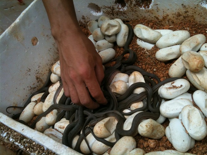 养毒蛇一年利润,养毒蛇靠什么赚钱