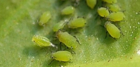 多肉生蚜虫介壳虫什么样,多肉蚜虫最简单有效的防治方法