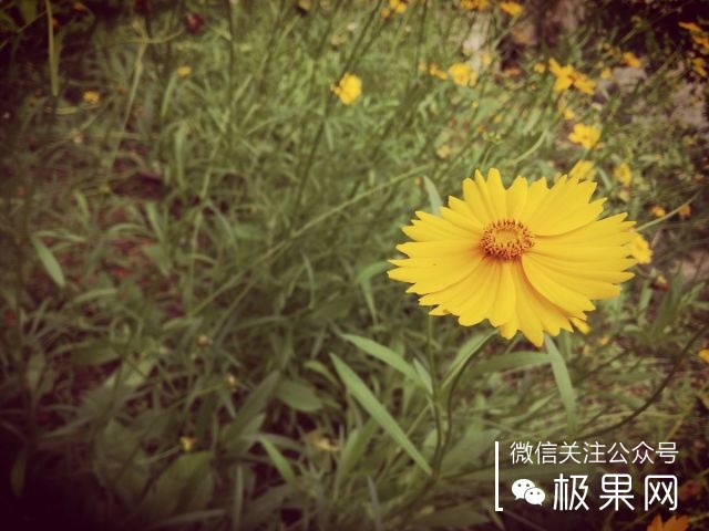 翻转吧摄像头，前后都能照出完美的照片：荣耀7i体验