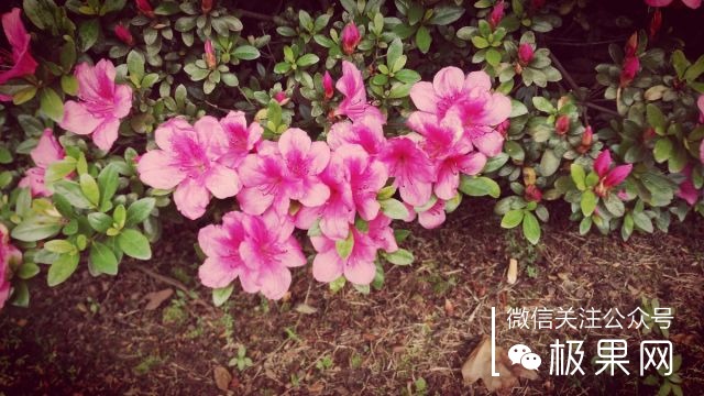 翻转吧摄像头，前后都能照出完美的照片：荣耀7i体验