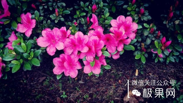 翻转吧摄像头，前后都能照出完美的照片：荣耀7i体验