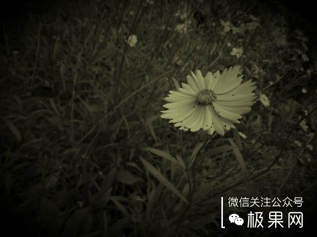 翻转吧摄像头，前后都能照出完美的照片：荣耀7i体验